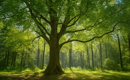 Sukzessionsabfolge von Offenland zu Gehölzstrukturen